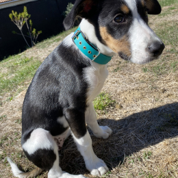 Cali profile