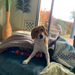 Max profile