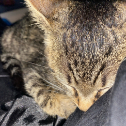 Kaïna profile