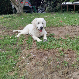 Vanie profile