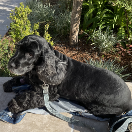 Fifi profile