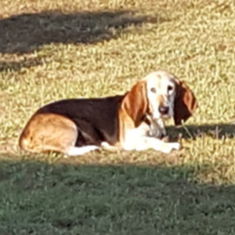 Vandermeersch carl profile