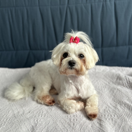 Roxy profile