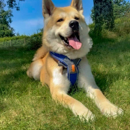 Hatchi profile
