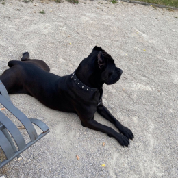 Artur profile