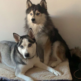 Alaska et tao profile