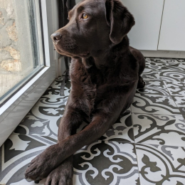 Roxy profile