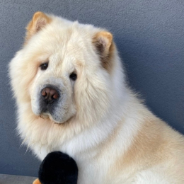 Bumbo profile