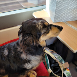 Doggo profile