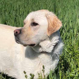 Safy profile