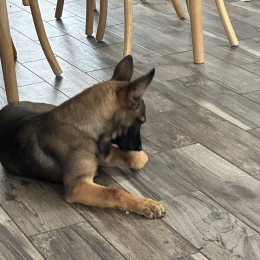 Kali profile