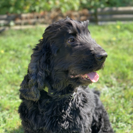 Sacha profile