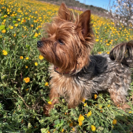 Toby profile