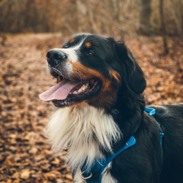 Buddy profile