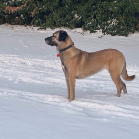Rémy