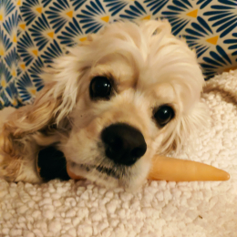 Poupie profile