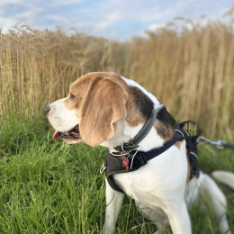 Viko profile