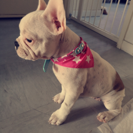 Ollie profile