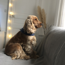 Floky profile