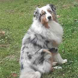 Ulysse profile