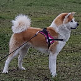 Denji profile
