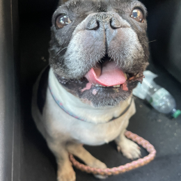 Roma profile