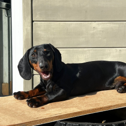 Max profile