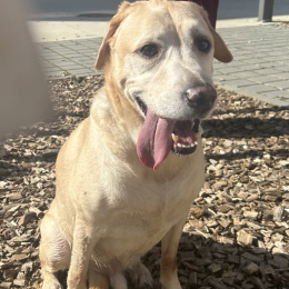 Max profile