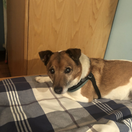 Jack profile