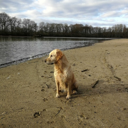 Doggo profile