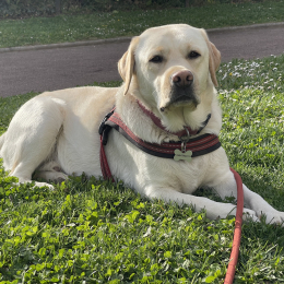 Pataouète profile