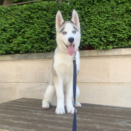 Choubi profile
