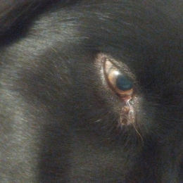 Black et djungo profile