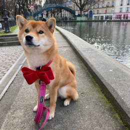 Popka profile