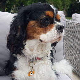 Doggo profile