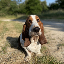 Raoul profile
