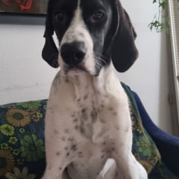 Domino profile