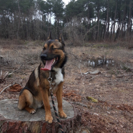 Packo profile