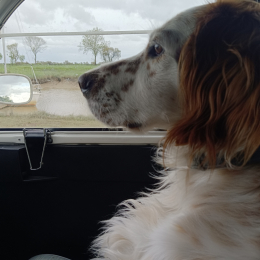 Sully profile