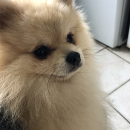 Tiky profile