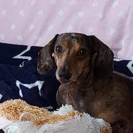Doggo profile