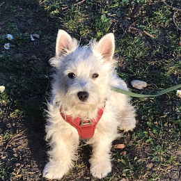 Toby profile