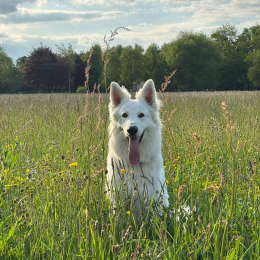 Moro profile