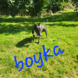 Boyka profile