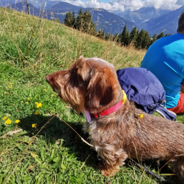 Doggo profile