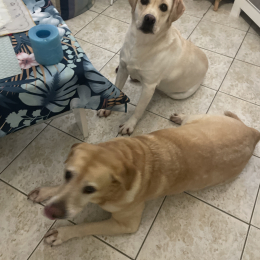 Givrée et norma profile