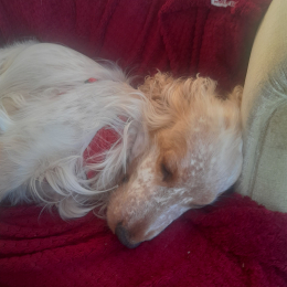 Charly et lola profile