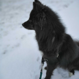 Nina profile
