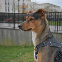 Oloa profile
