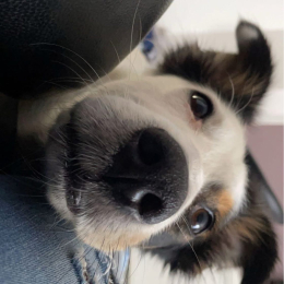 Nala profile